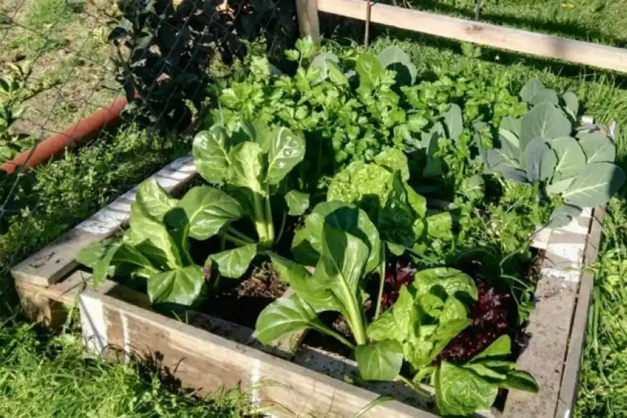 Cuidar las plantas en plena sequía: formas caseras para mantener el suelo húmedo