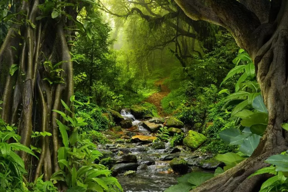 EN PELIGRO. La selva amazónica se ve amenazada por las emisiones de gases de efecto invernadero. 