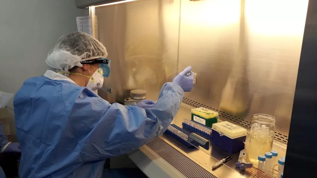 TEST. El Sistema de Salud procesa las muestras para determinar los casos de coronavirus. Foto: Prensa Siprosa
