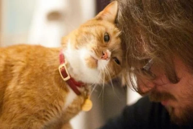 Entrecerrá los ojos y comunicate con tu gato