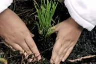 Compost: todo lo que tenés que saber para prepararlo en casa