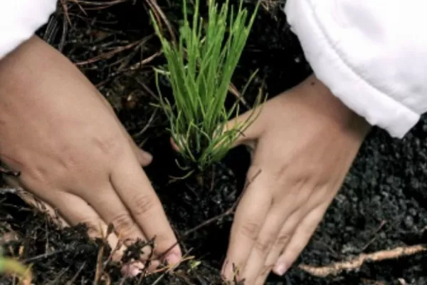 Compost: todo lo que tenés que saber para prepararlo en casa