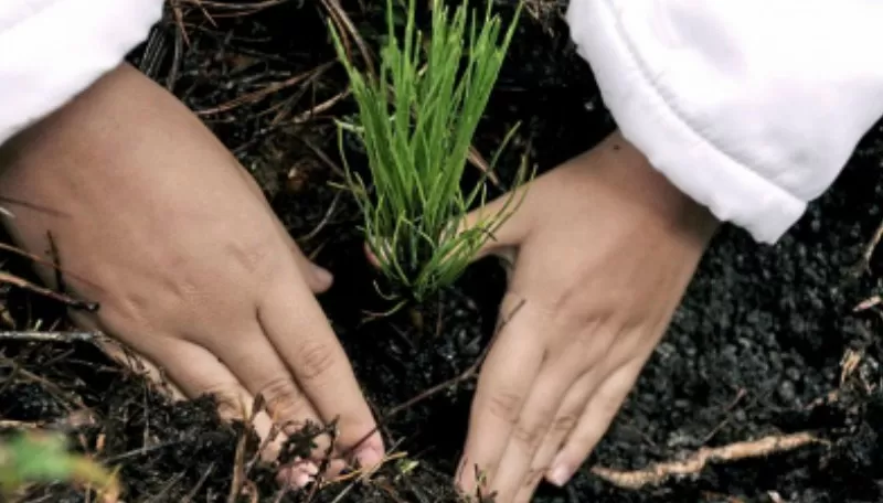 Compost: todo lo que tenés que saber para prepararlo en casa