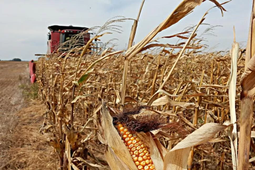 BENEFICIOS. El maíz está empezando a generar cierta rentabilidad a los productores, según técnicos de la Eeaoc.  