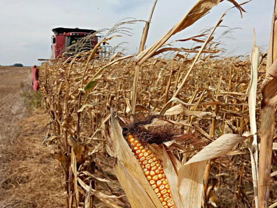 BENEFICIOS. El maíz está empezando a generar cierta rentabilidad a los productores, según técnicos de la Eeaoc.  