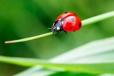 En el jardín y en la huerta: los insectos que conviven bien con tus plantas