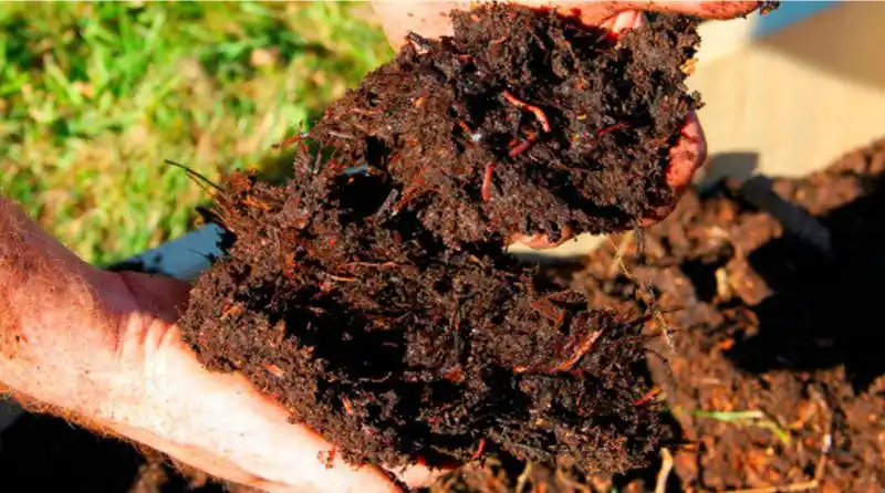 Feriado en casa: aprovechá la basura del fin de semana y armá tu compost