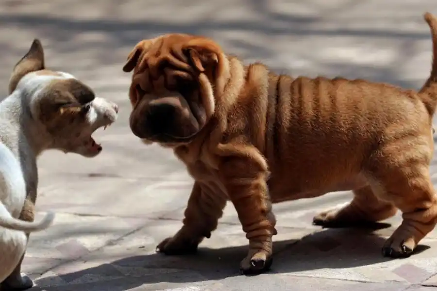  la gaceta / fotos de franco vera  