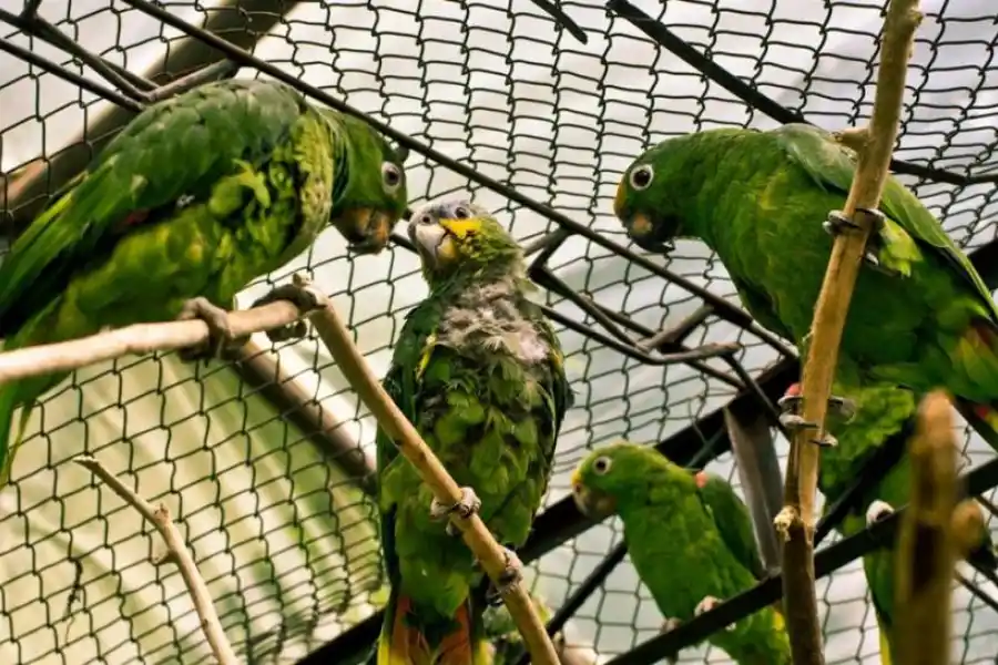 FUERA DE SU ESPACIO. Los loros no deben ser mantenidos en cautiverio. 