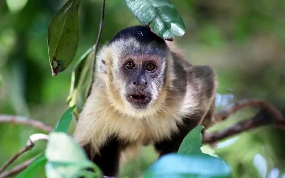 AGRESIVOS. Hasta los cinco años, los monos son pacíficos, pero luego pueden volverse violentos y dominantes.