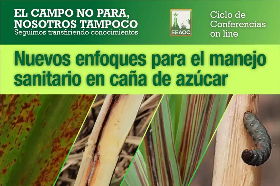 Capacitarán sobre manejo sanitario en caña de azúcar