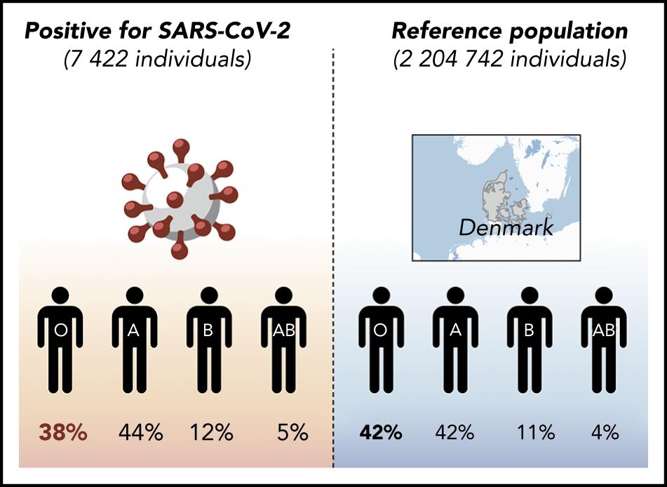 CON LA POBLACIÓN DE DINAMARCA. Gráfico relativo al informe publicado en Blood Advances. Compara los casos positivos (a la izquierda) con la totalidad de los habitantes daneses, segmentándolos por tipo de sangre