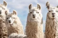 Investigación en Argentina: anuncian que se neutraliza el coronavirus con anticuerpos derivados de llamas y huevos