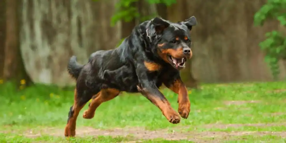 ROTTWEILER. Fue creado en Alemania con el objeto de atacar personas.  