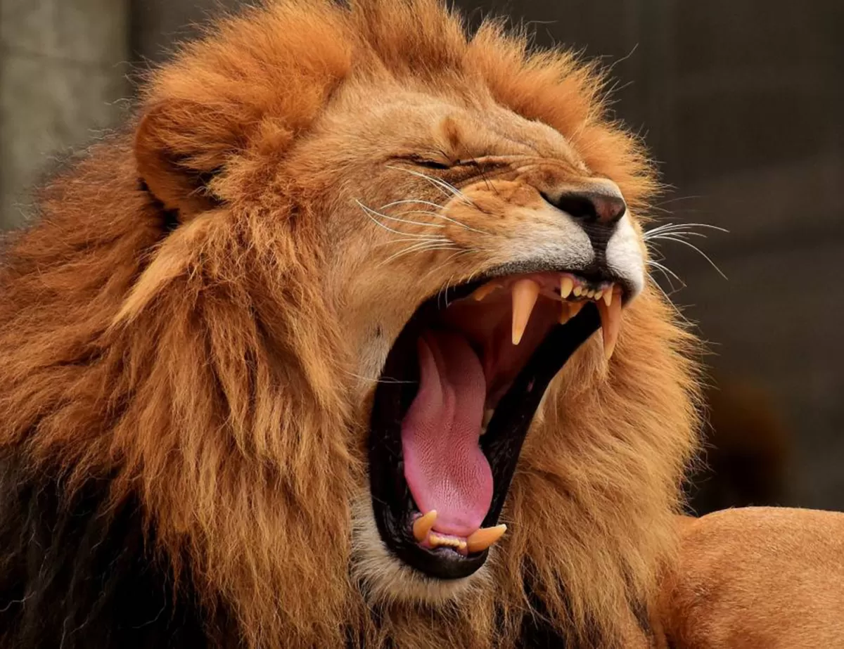 Mediante inteligencia artificial distinguen cómo ruge cada león