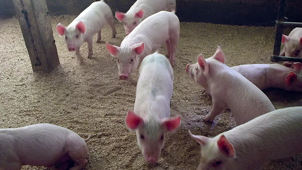 OPTIMISMO. Aseguran que la actividad porcina es rentable en el país, y que con apoyo no tiene techo.