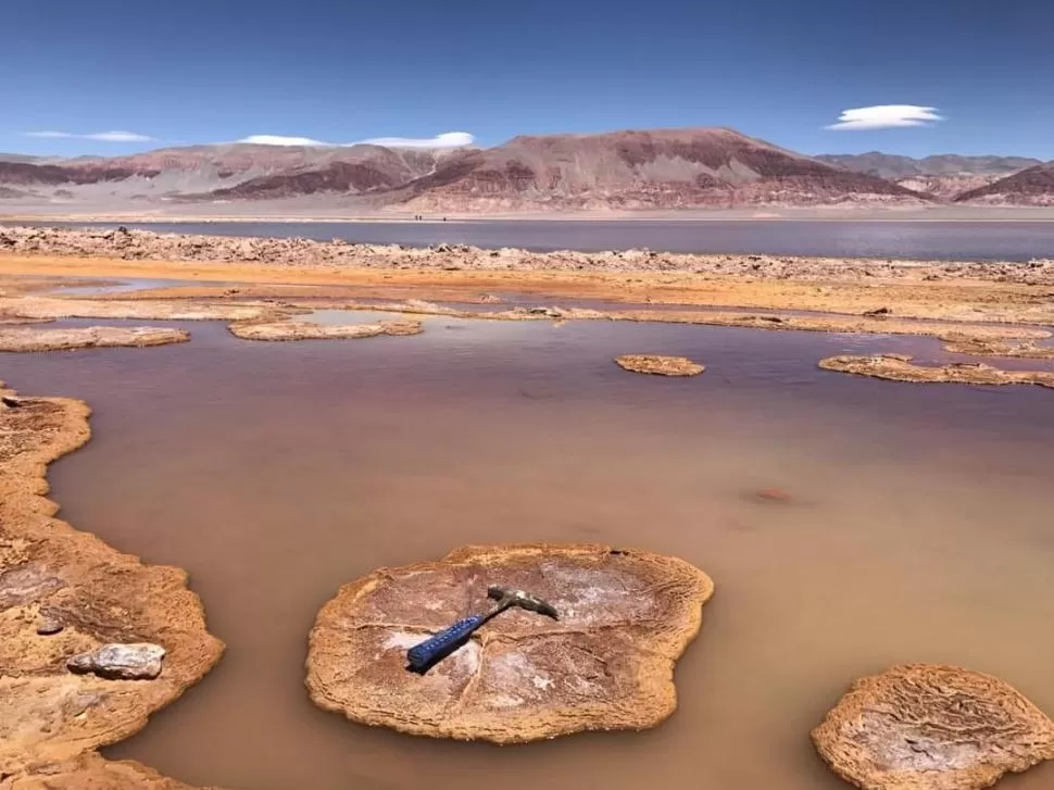 HÁBITAT DEL ESLABÓN PERDIDO. El hallazgo se hizo en las aguas de la laguna La Brava, en la zona de Atacama. 