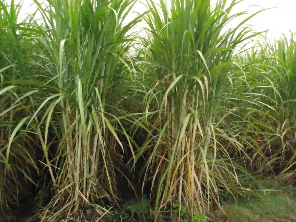 PREDISPOSICIÓN. La variedad de caña de azúcar más cultivada en Tucumán, la LCP85-384, es susceptible al patógeno causante de la roya marrón.  