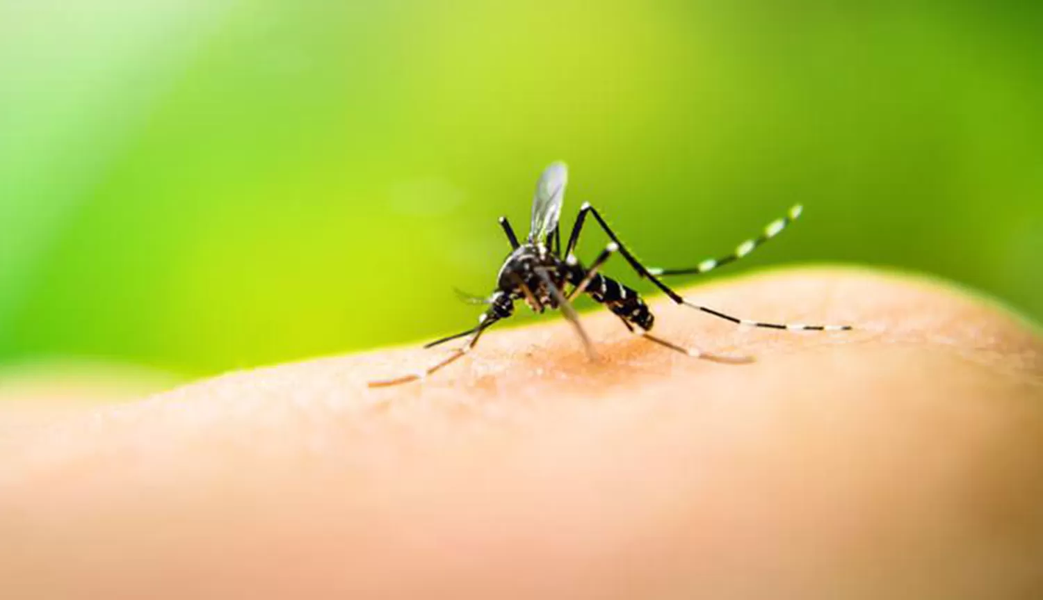 Alerta dengue: eliminar los criaderos de mosquitos
