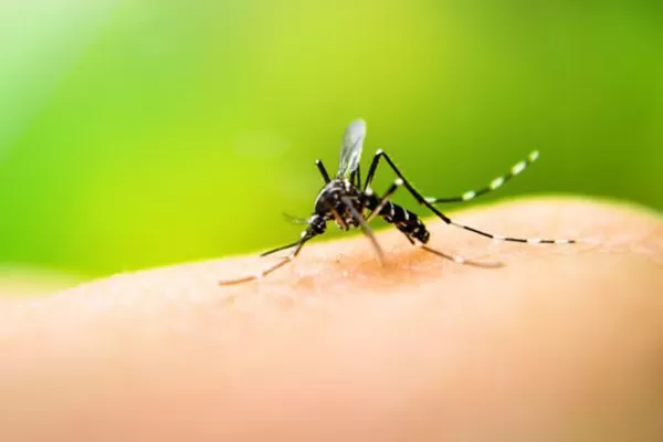 Alerta dengue: eliminar los criaderos de mosquitos