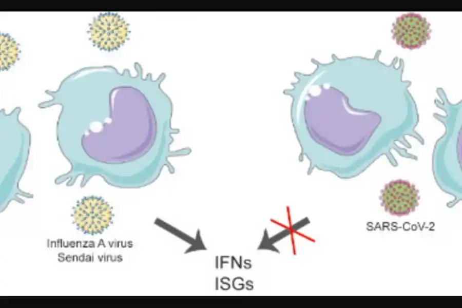 Los macrófagos alveolares producen interferones y activan genes estimulados por interferón cuando se enfrentan al virus de la influenza A o al virus Sendai, pero no cuando se enfrentan al SARS‐ CoV‐ 2, lo que sugiere que su ARN genómico es indetectable para los sensores inmunes innatos (EMBO Reports)