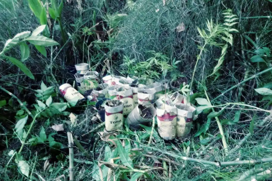 PLANTAS DE MARIHUANA. En un operativo en Alberdi secuestraron decenas de ejemplares. Foto: Archivo