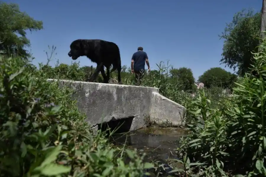 CUBIERTO. En la foto se puede observar el nivel del agua en un canal y la cantidad de vegetación que lo rodea.