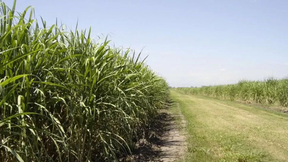Capacitarán sobre el uso de bioproductos en caña de azúcar