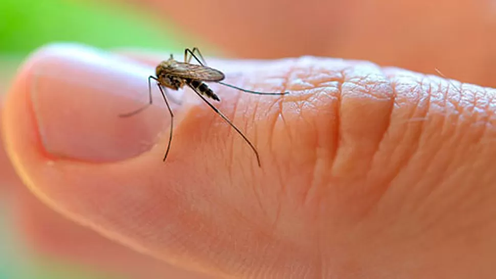 Dengue: preocupa la transmisión vertical del virus del mosquito hembra a los huevos