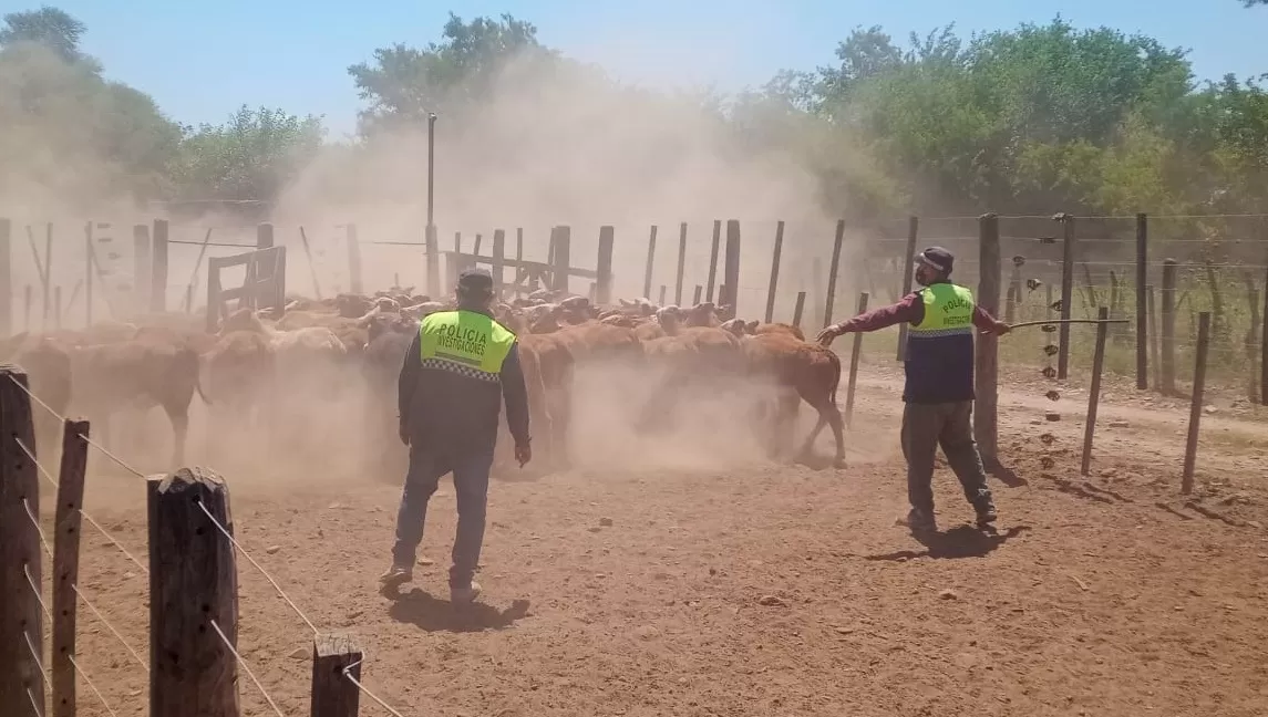 APELACIÓN. Los propietarios de la finca allanada en Trancas, de la cual se secuestraron 120 vacas, protestaron la medida en la Justicia, debido a que se declaran compradores de buena fe del ganado.