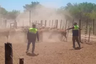 Productores de Trancas afirman haber comprado de buena fe y exigen la restitución del ganado secuestrado