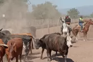 Trancas: la Policía secuestró más de 120 terneros y vacas por una estafa millonaria