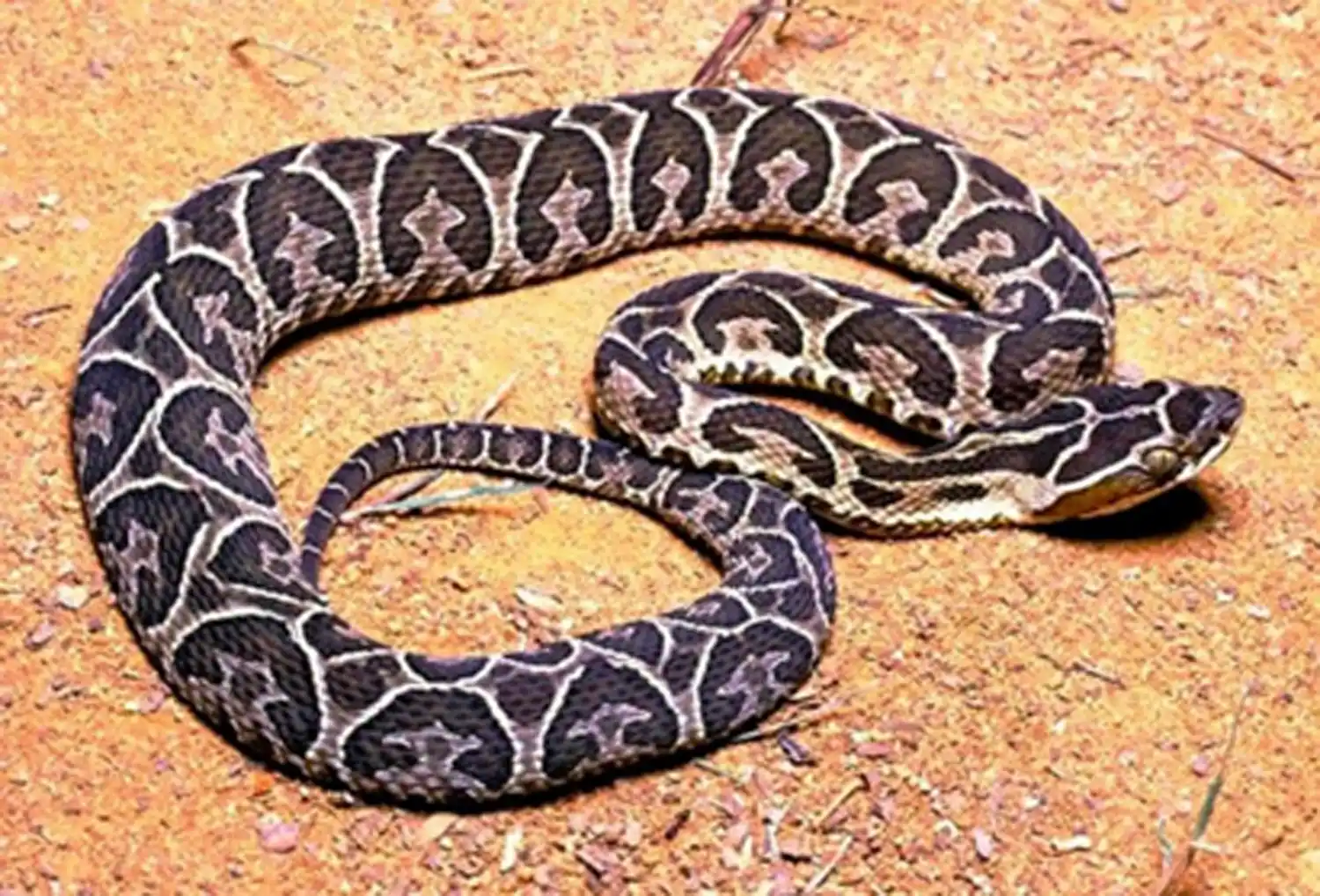 Serpiente Yarará