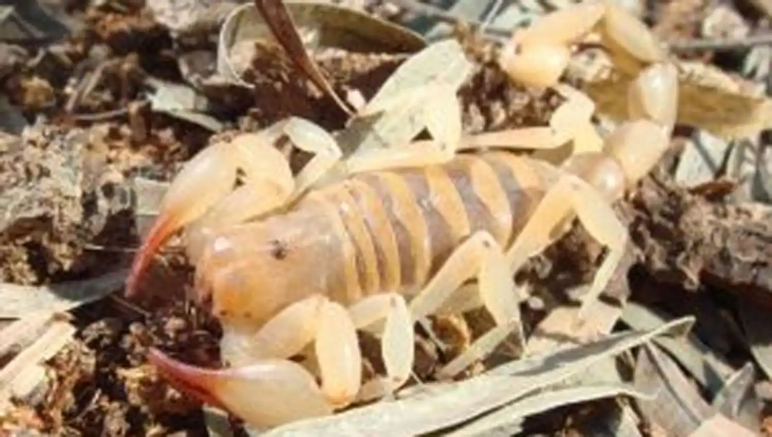 Escorpión no peligroso