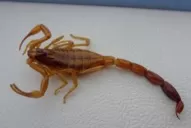 Serpientes, arañas y escorpiones: se atienden 3.000 picaduras por año en Tucumán