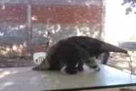 Insólito: tenía un oso hormiguero en su casa y lo vendía por las redes sociales