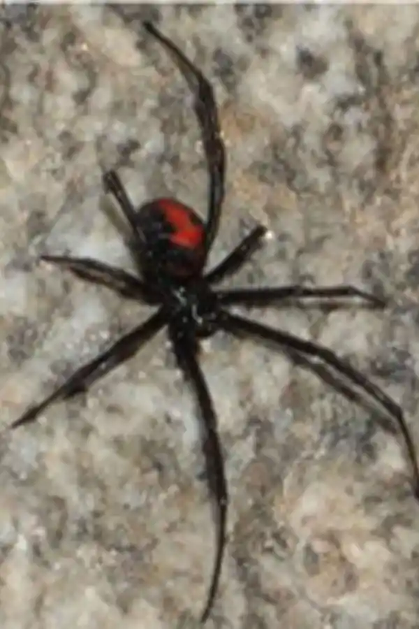 Araña viuda negra