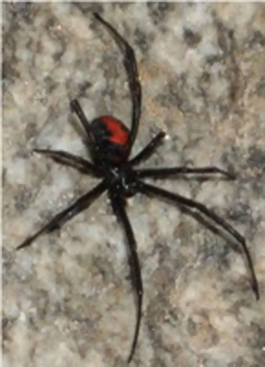 Araña viuda negra