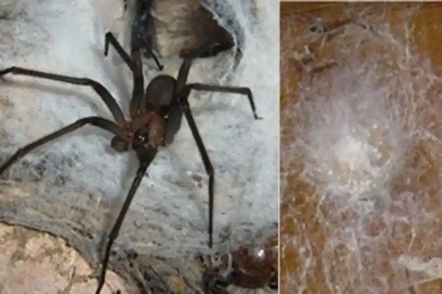 Araña violín