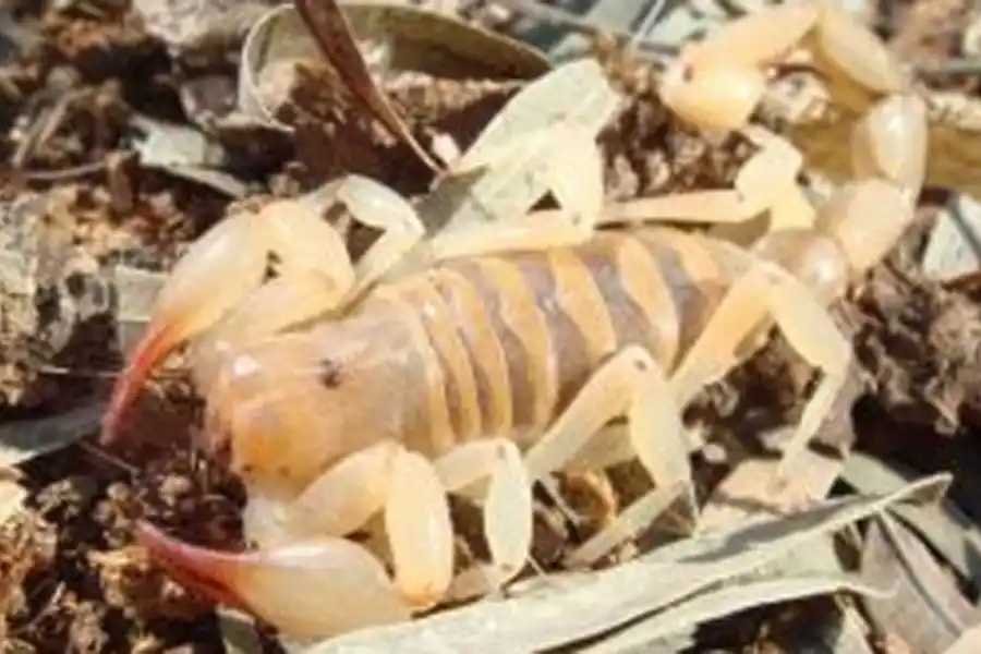 Escorpión no peligroso