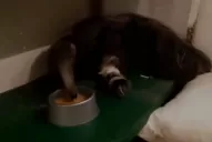 Qué pasará con el oso hormiguero que fue rescatado de una vivienda en el sur de la capital