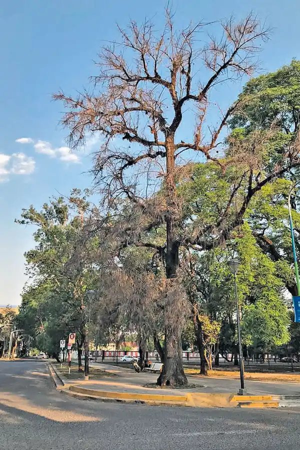 Una granizada causó susto y fascinación en El Timbó y El Naranjo