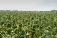 El granizo provocó graves daños en las plantaciones de tabaco en La Cocha