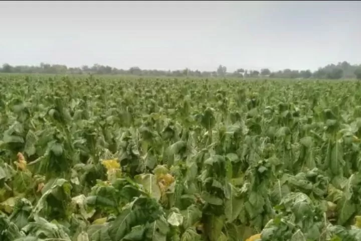 El granizo provocó graves daños en las plantaciones de tabaco en La Cocha