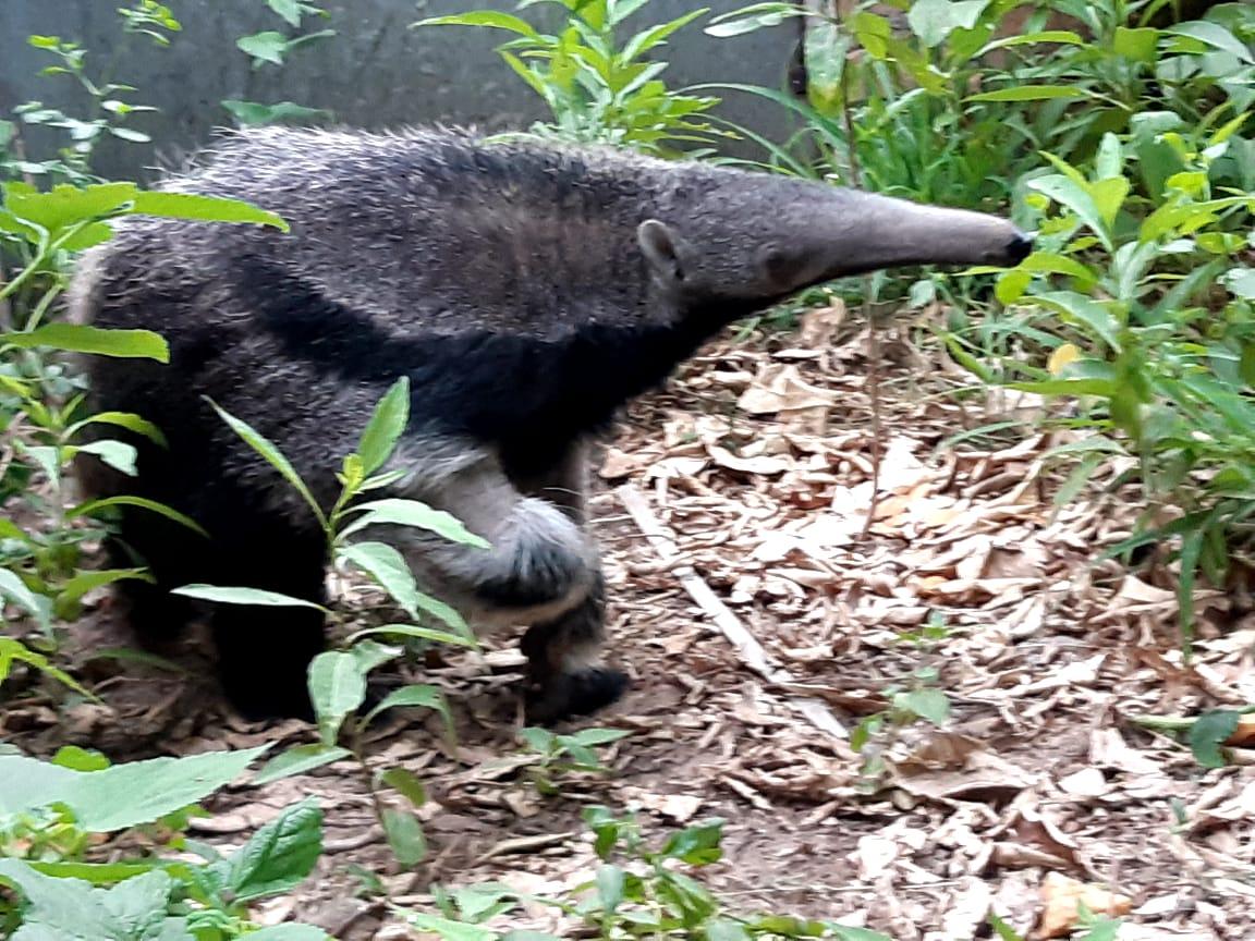 Recuperado, el oso hormiguero viaja a Corrientes para reinsertarse en su hábitat natural