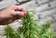 Cannabis medicinal: cómo se podrá hacer el autocultivo legal