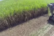 Azucareros confían en la prórroga de la Ley de Biocombustible: quitará incertidumbre a la actividad