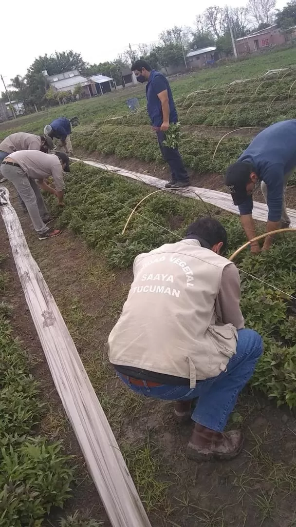 LOS NÚMEROS. Para la plantación de las 100 hectáreas de batata se requieren unos 2,4 millones de plantines, a generar en unos 3.000 m² de almácigos.  