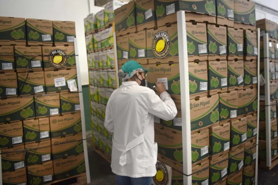 CIFRAS. Hasta octubre el Senasa certificó envíos por casi 800.000 t de frutas.  
