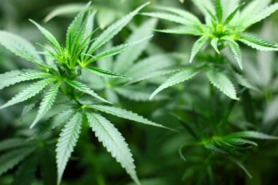 Plantón Cannábico: Tucumán marcha a favor de la legalización de la marihuana